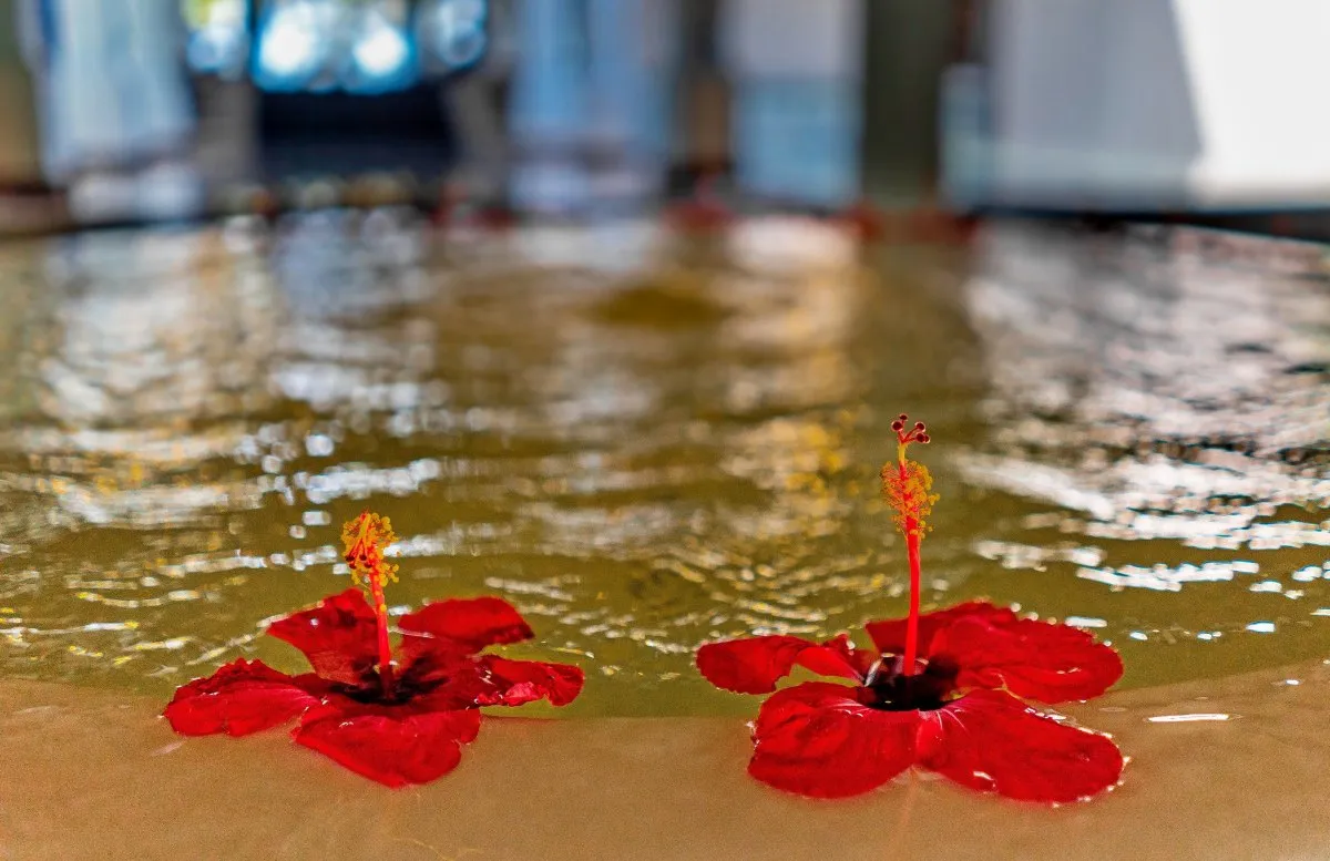 Red hibiscus flower floating in a fountain at Constance Belle-Mare Plage, Mauritius hotel entry hall