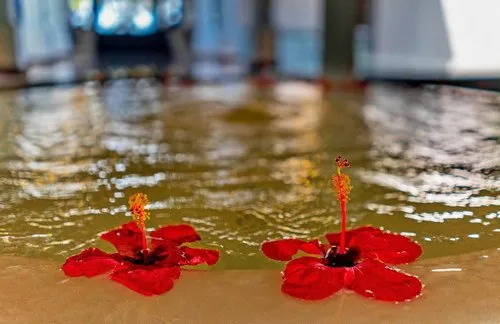 Red Hibiscus floating in fountain