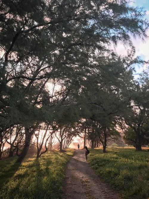 Trip in the forest pathway