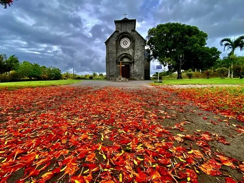 Flamboyant petal carpet in front of Notre Dame de La Salette Church