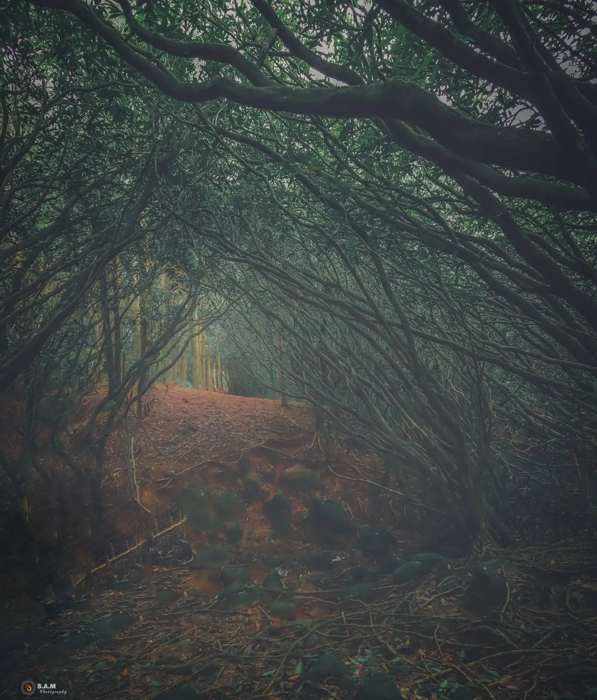 Misty forest tunnel in the Midlands of Mauritius with tall trees and fog