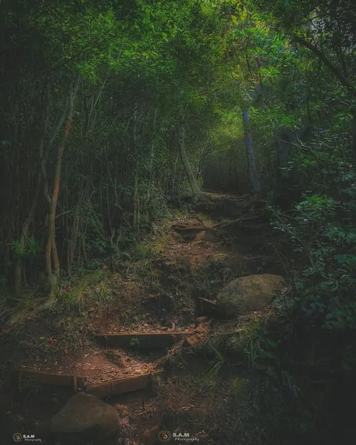 Track in the Forest of Black River Gorges National Park