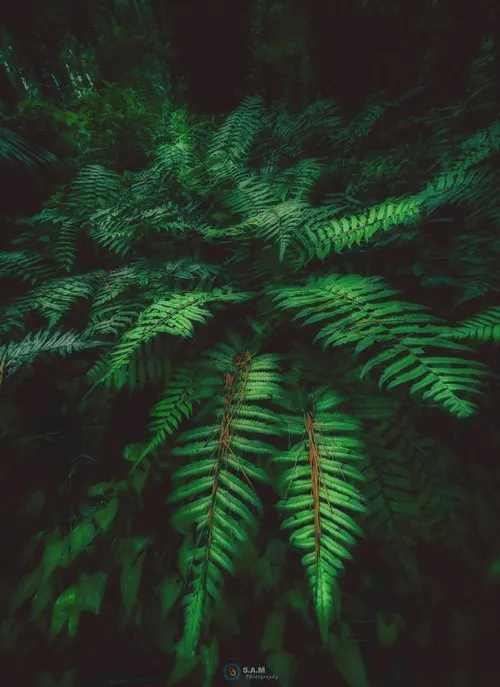 Green Woodland Ferns