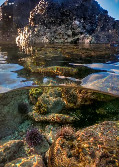Sea Urchins under water at Flic en Flac