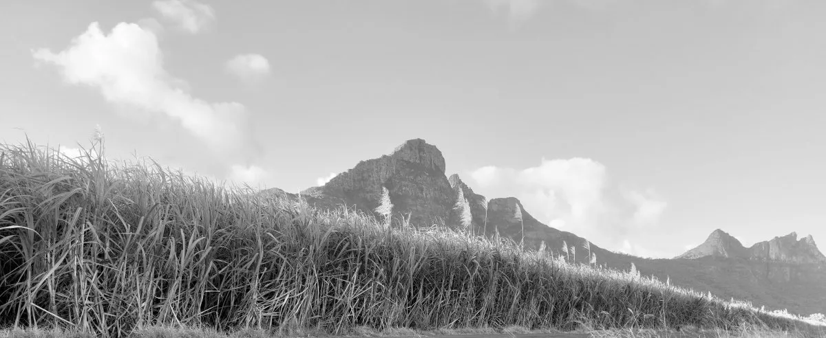 Sugarcane fields with mountains in the background in Mauritius