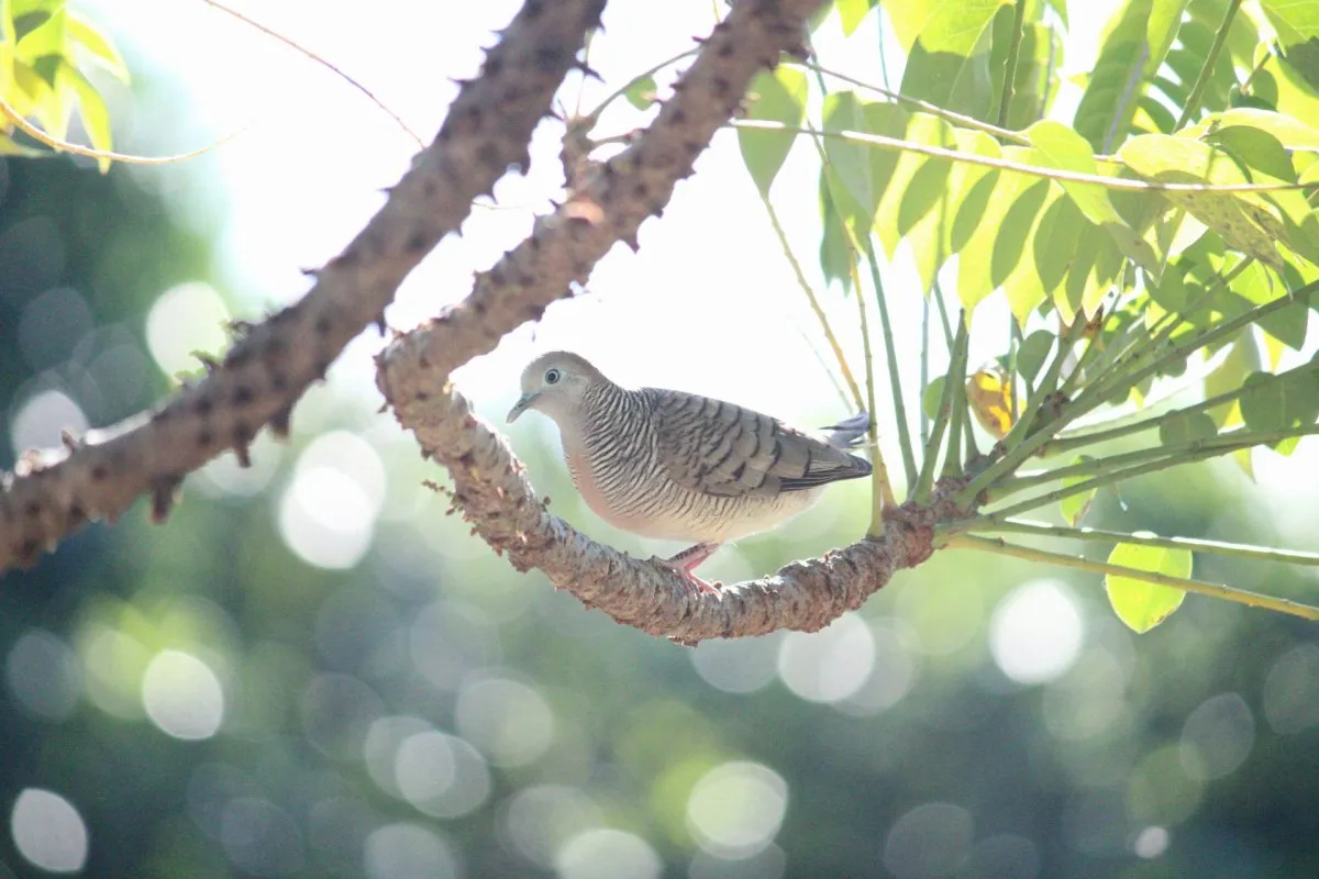 Grey Zebra Dove bird perched on a branch in Mauritius