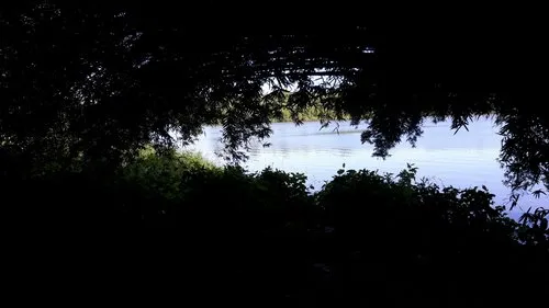 Bamboo silhouette by the lake