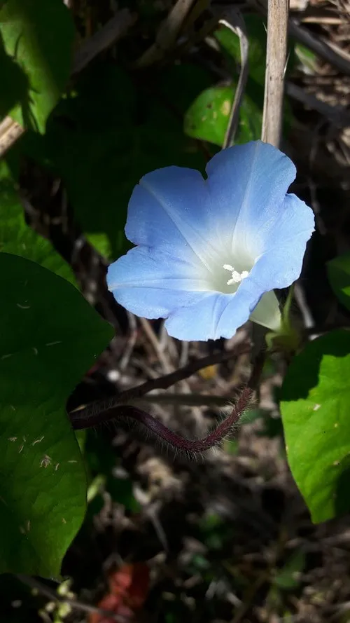 Blue Morning Glory flower