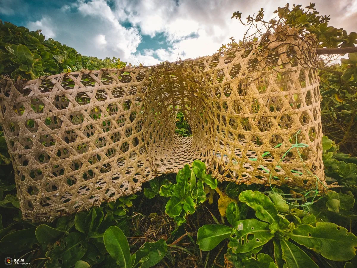 Natural fish trap made from plants on a Mauritian beach