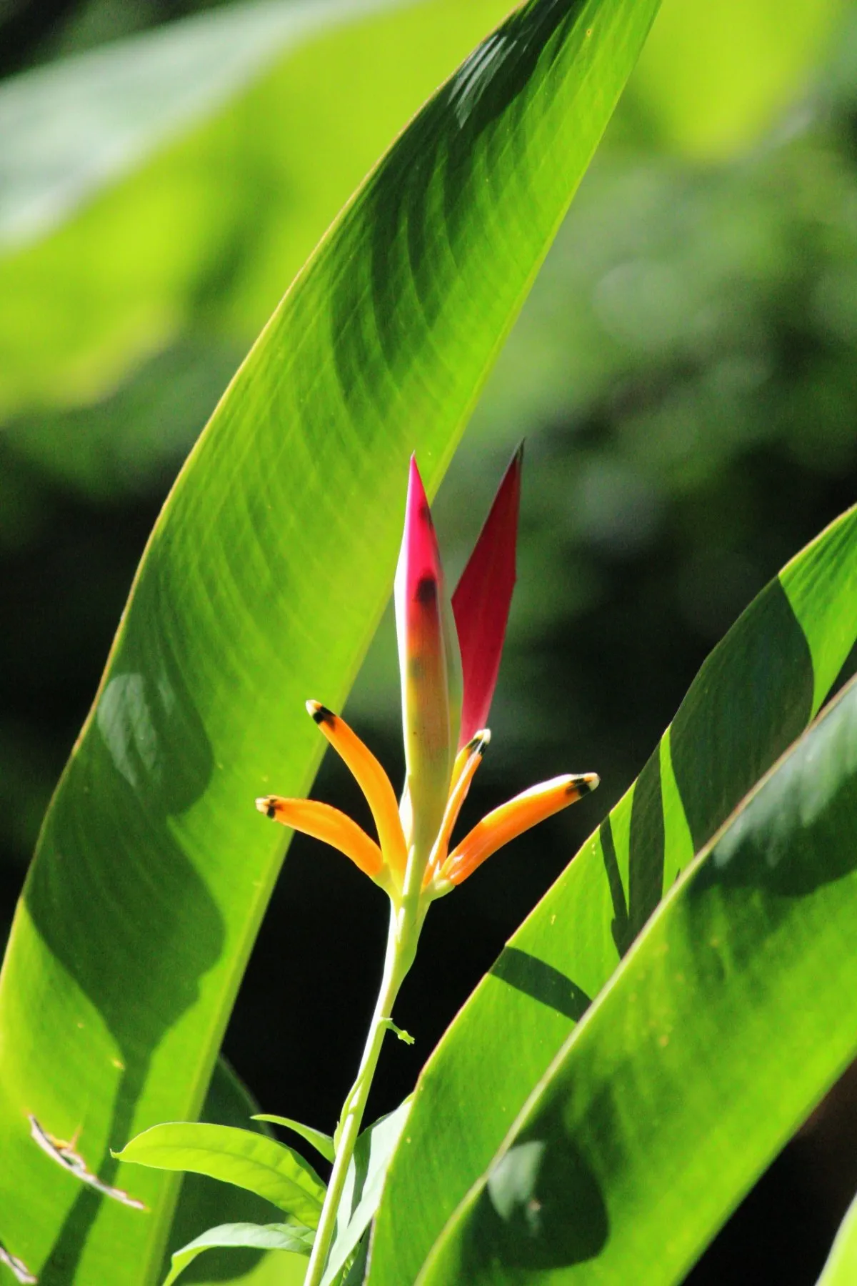 Close-up view of a colorful heliconia flower in Mauritius captured by local photographer Yohan
