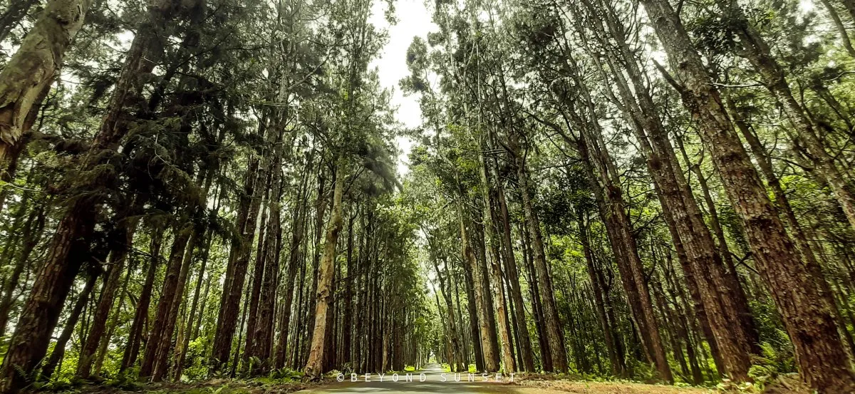 Road through old endemic forest near Alexandra Falls in Mauritius with tall trees