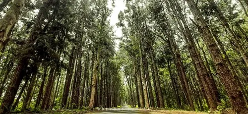Forest near Alexandra Falls