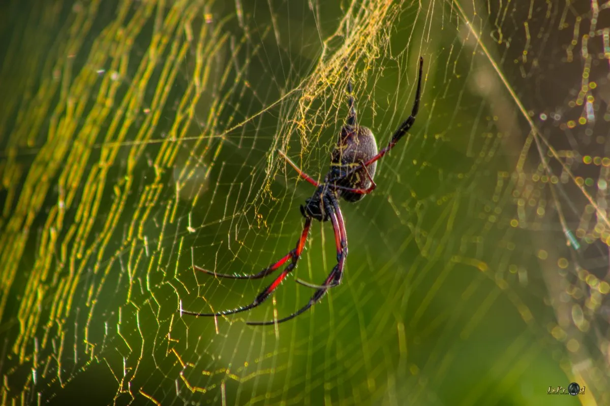 Golden web spider in the wild forests of Rodrigues, Mauritius