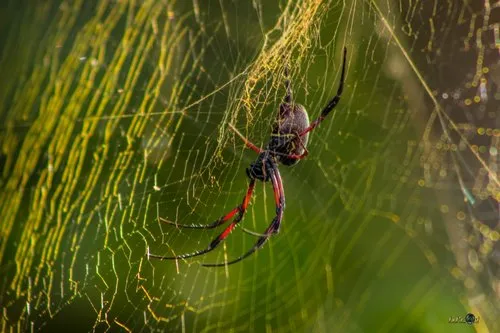 Rodrigues Golden web spider