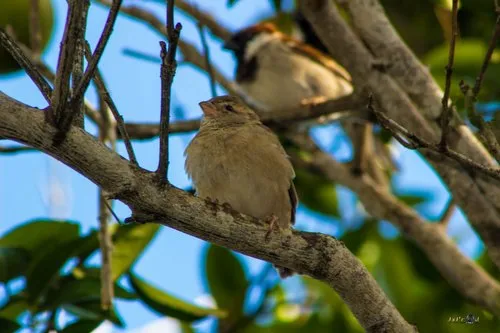 Mascarene Martin bird of Rodrigues