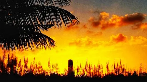 Golden Sunset and sugarcane field