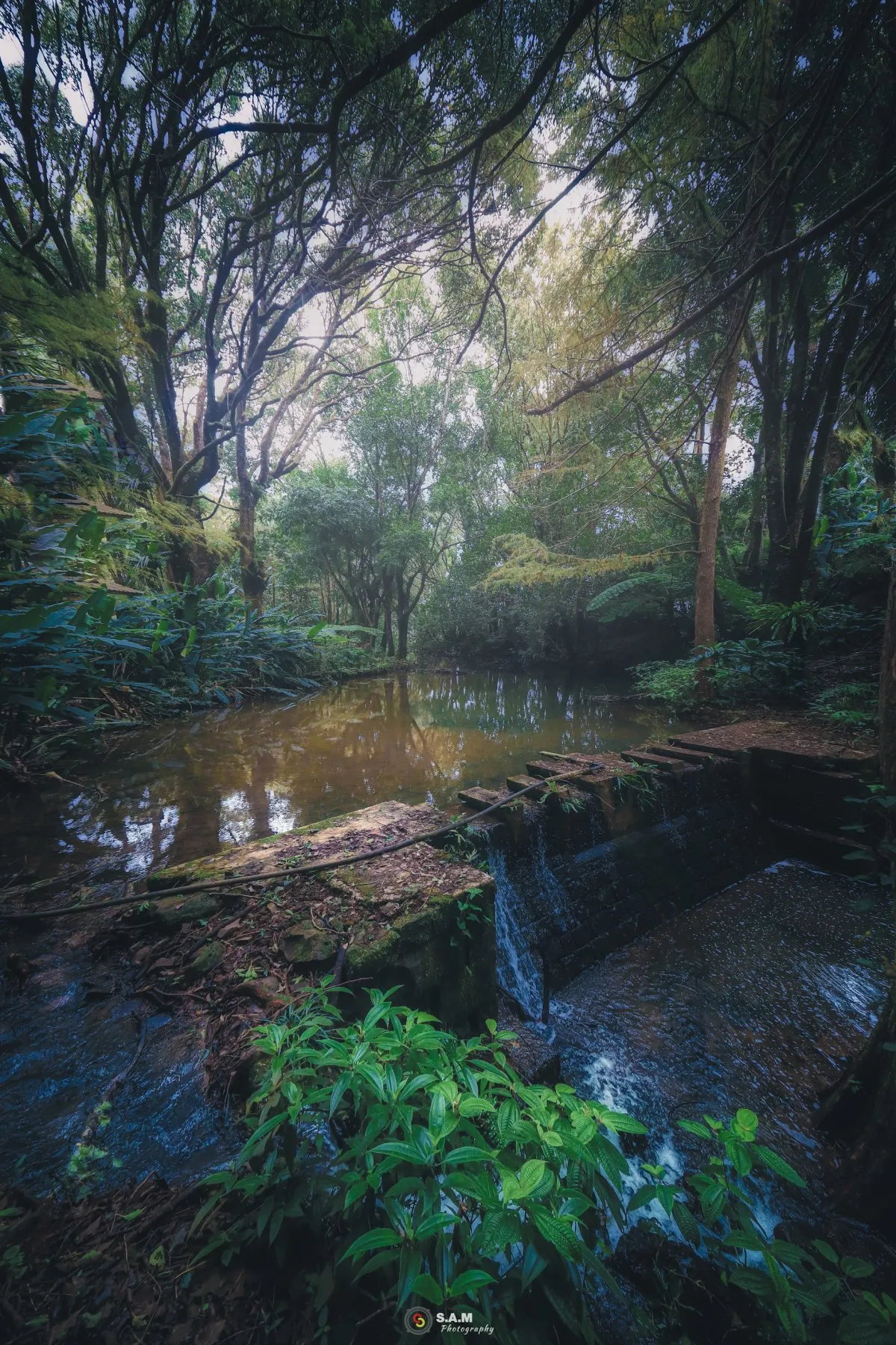 Stream flowing over rock bridge with old trees in Plaine Sophie Nature Park, Mauritius