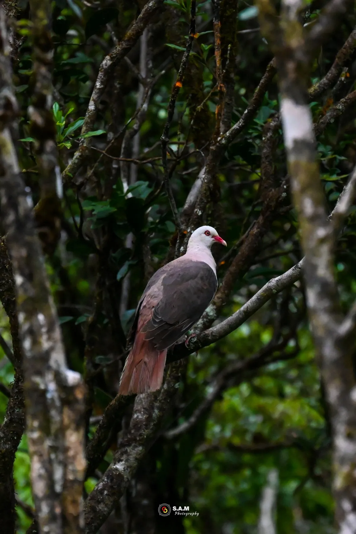 Pink Pigeon perched on a tree branch in the forest of Mauritius