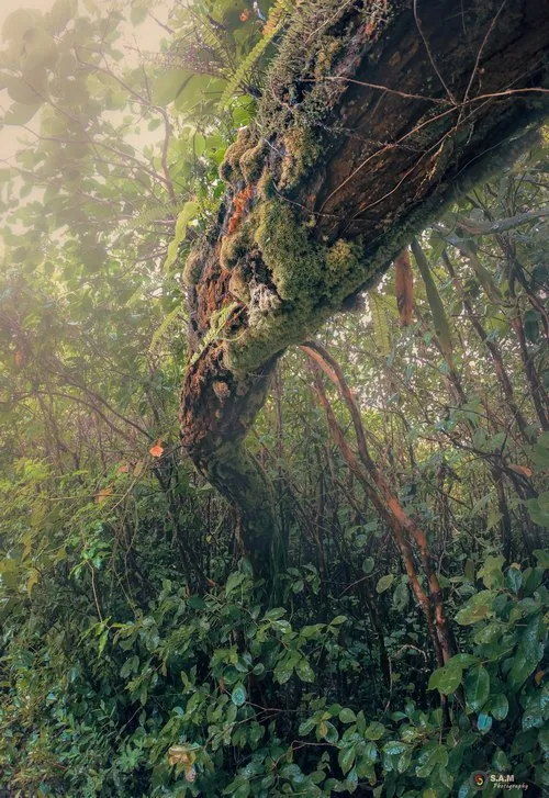 Mossy trunk tree Black river gorges