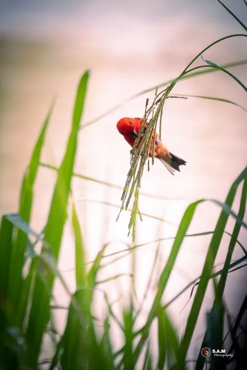 Red Cardinal bird feeding in the field