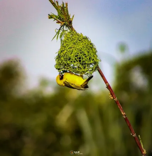 Yellow Canari building a nest