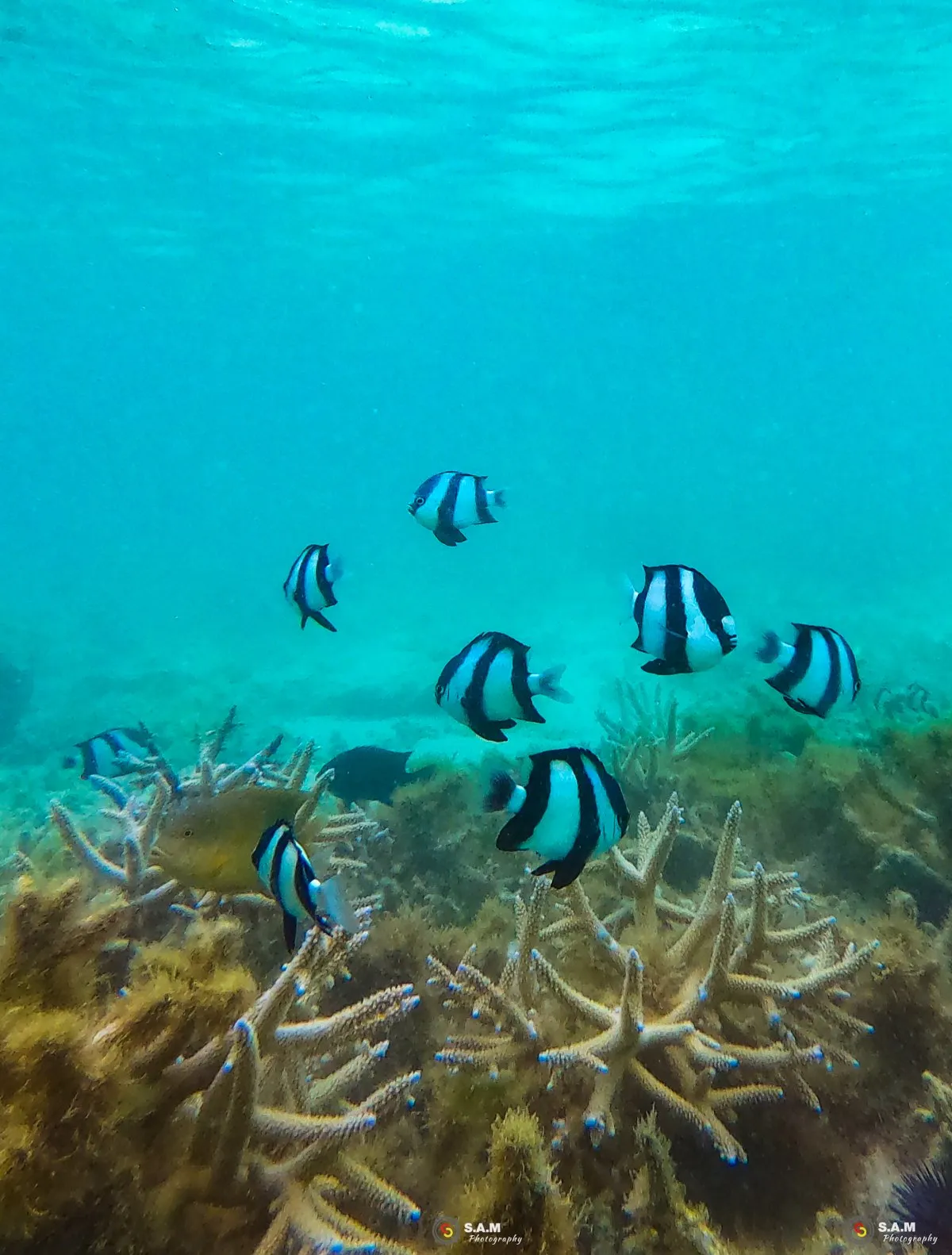 Striped tropical fish swimming near coral reefs in the lagoon of Mauritius