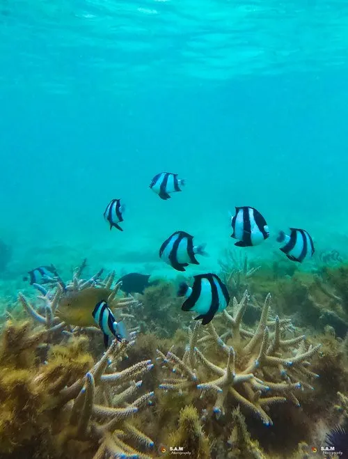 Striped tropical fish near coral