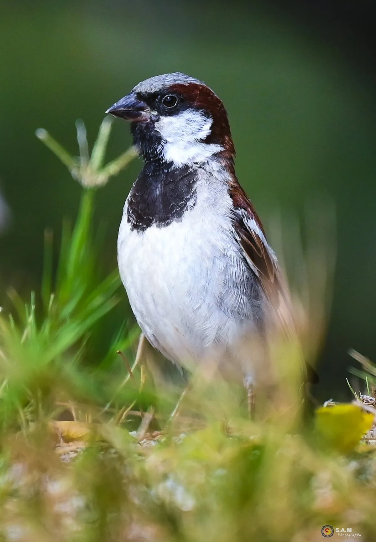 Close-up of a male house sparrow bird with white and brown feathers in Mauritius