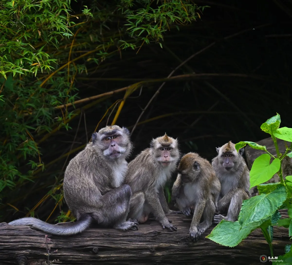 Family of four grey monkeys sitting on a tree trunk in the wild of Mauritius