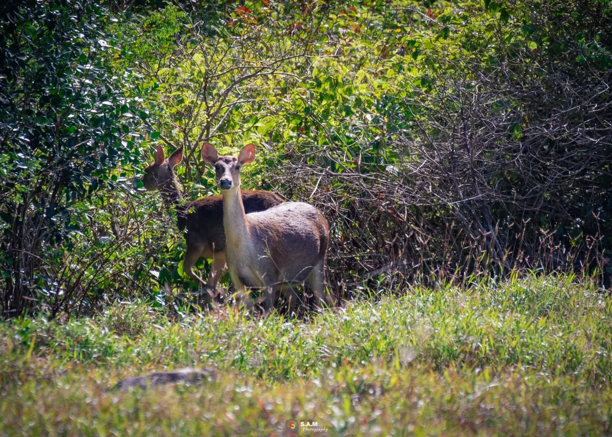 Doe and fawn deer in the wild forest of Mauritius captured by Saleem A Sam