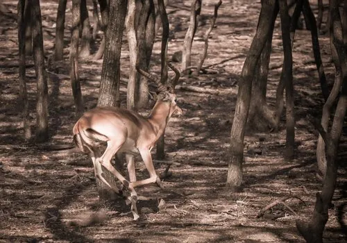 Gazelle with horn in Nature
