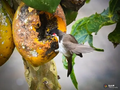 Red Whiskered Bulbul feeding papaya