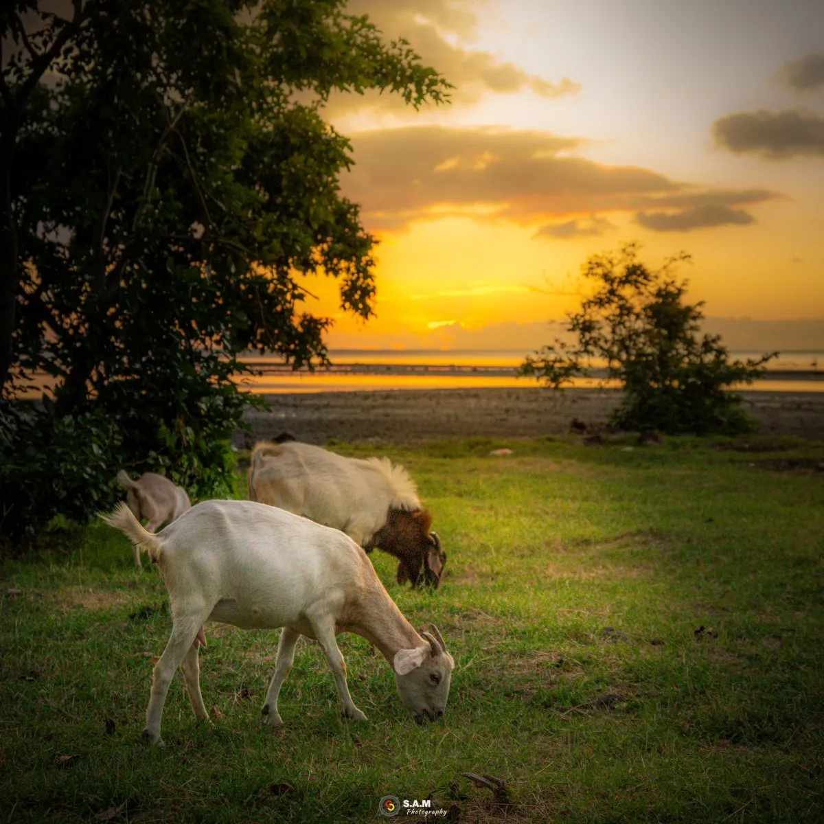 White goats grazing on grass at sunset by the beach in Case Noyale Mauritius