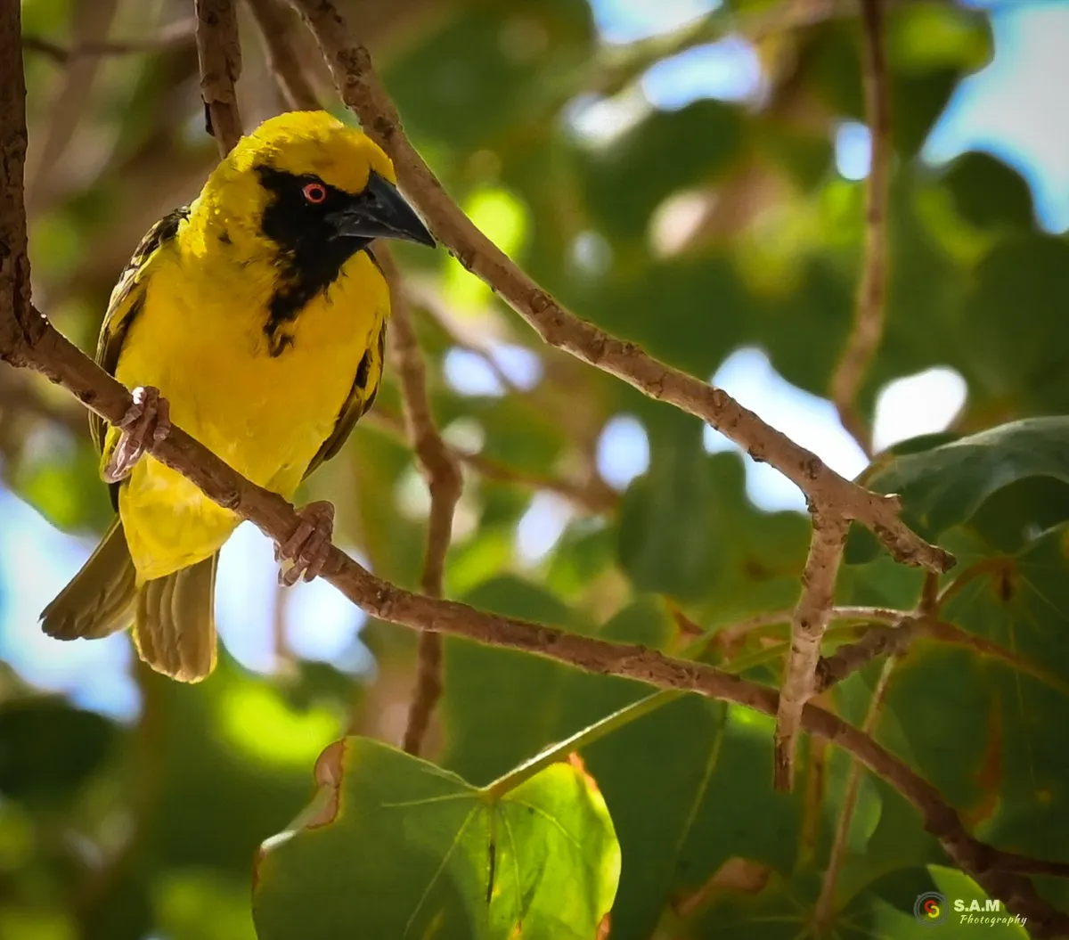 Yellow and black Village Weaver bird hanging from a branch in Mauritius
