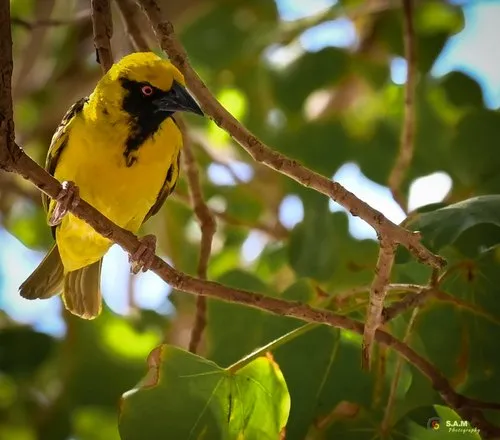 Village Weaver Serin du cap bird