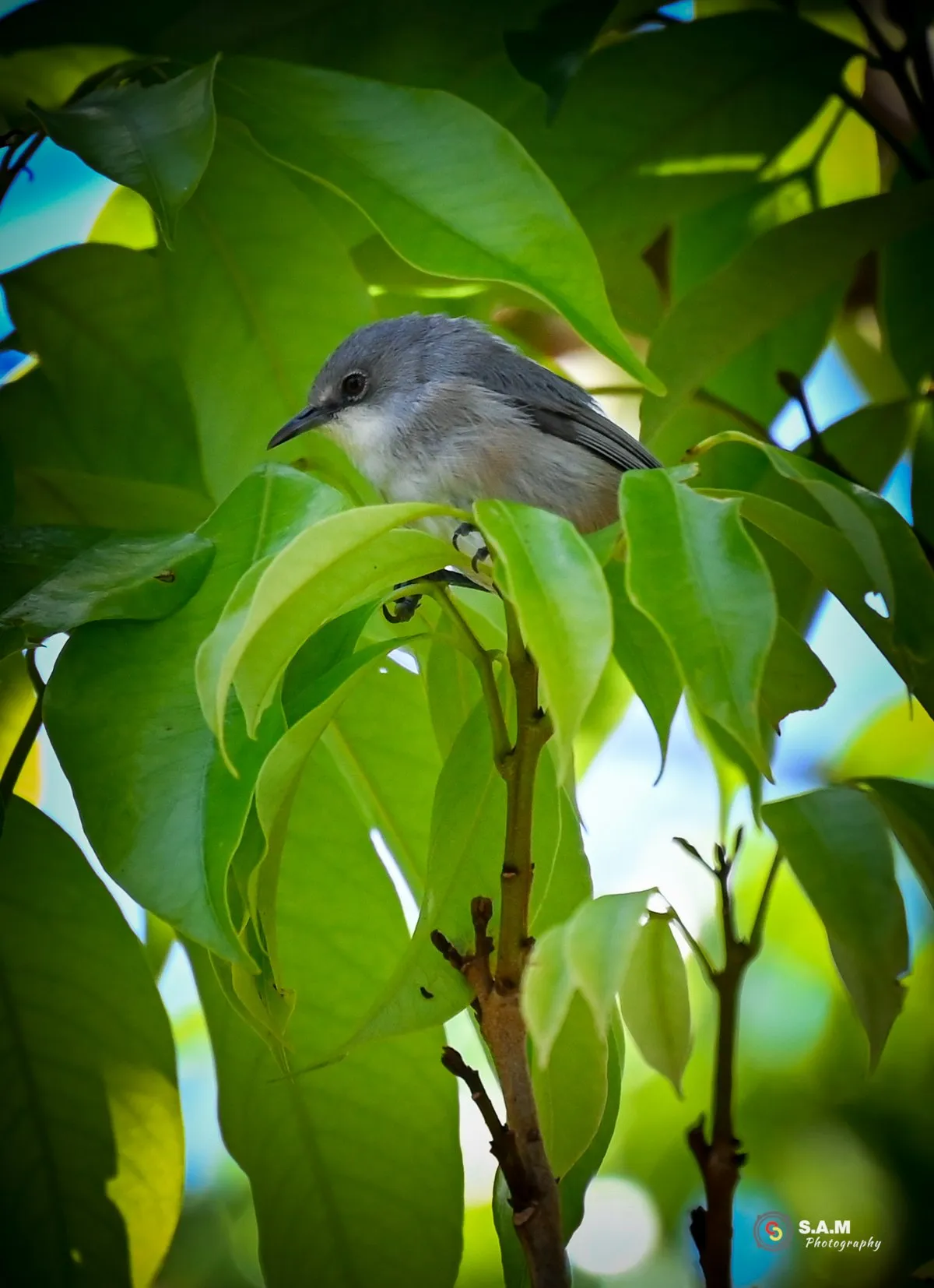 Mauritius Grey White-Eye bird known as Pic-Pic hanging on a leafy branch