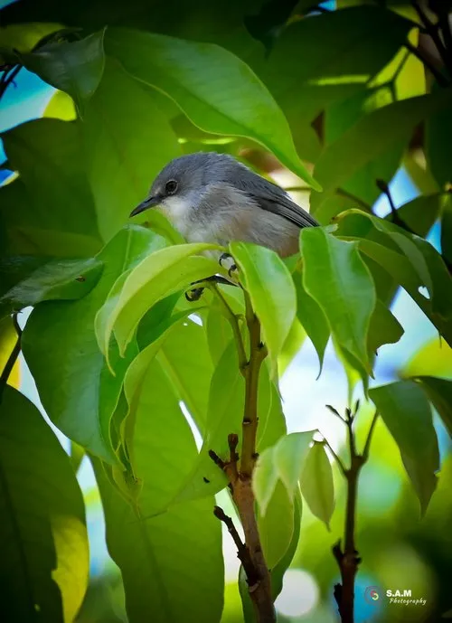 Mauritius Grey White-eye Pic-Pic bird