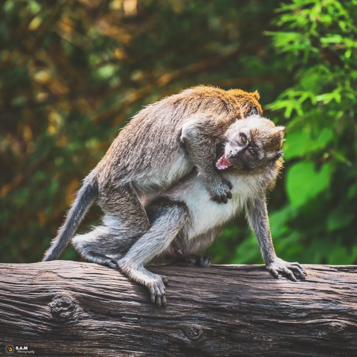 Two monkeys playfully interacting in the wild natural environment of Mauritius, one looking towards the camera.