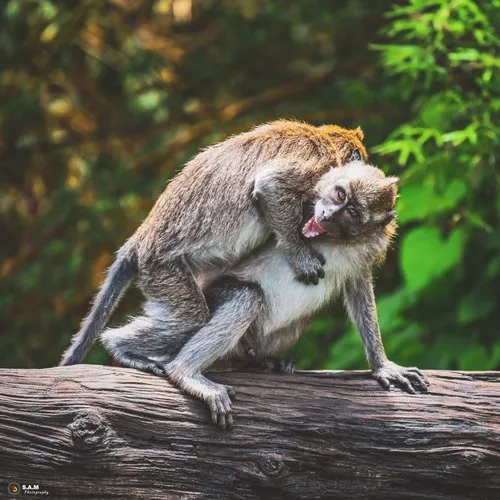Monkeys playing in the wild