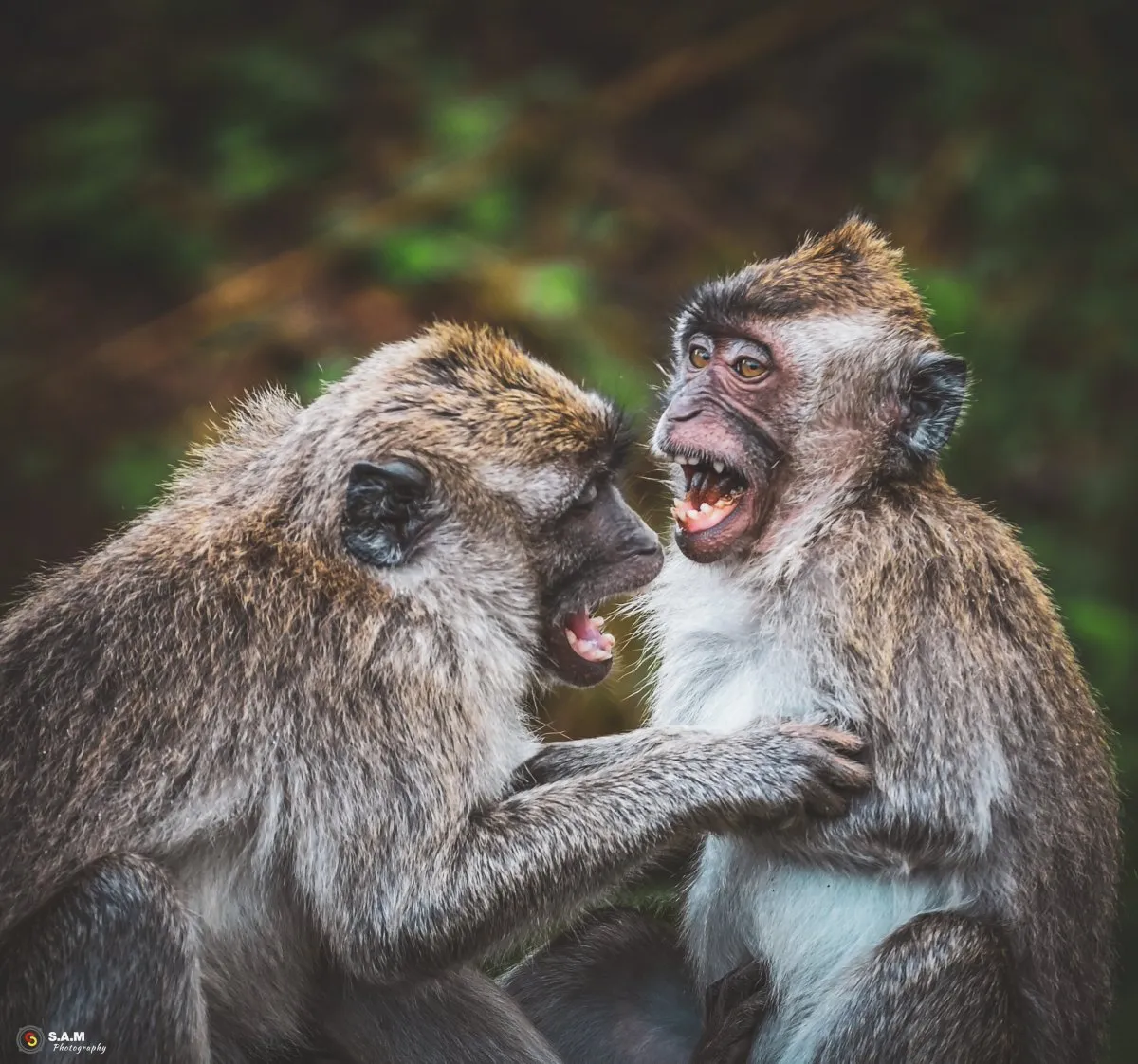 Two wild grey monkeys appearing to argue in natural surroundings in Mauritius