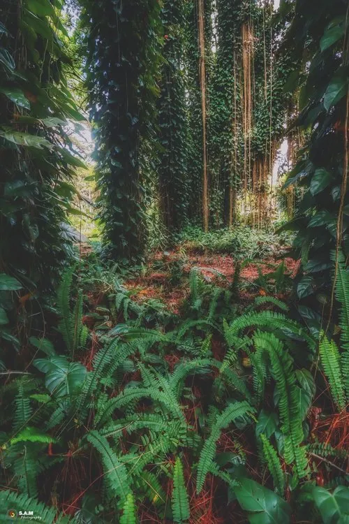 Ferns, vines and creepers in Black River Forest