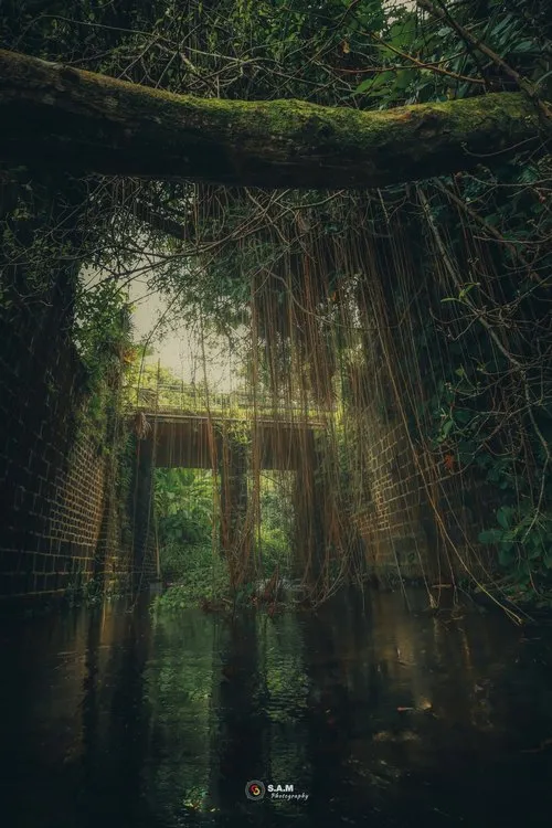 Nature takes over old bridge in Flacq