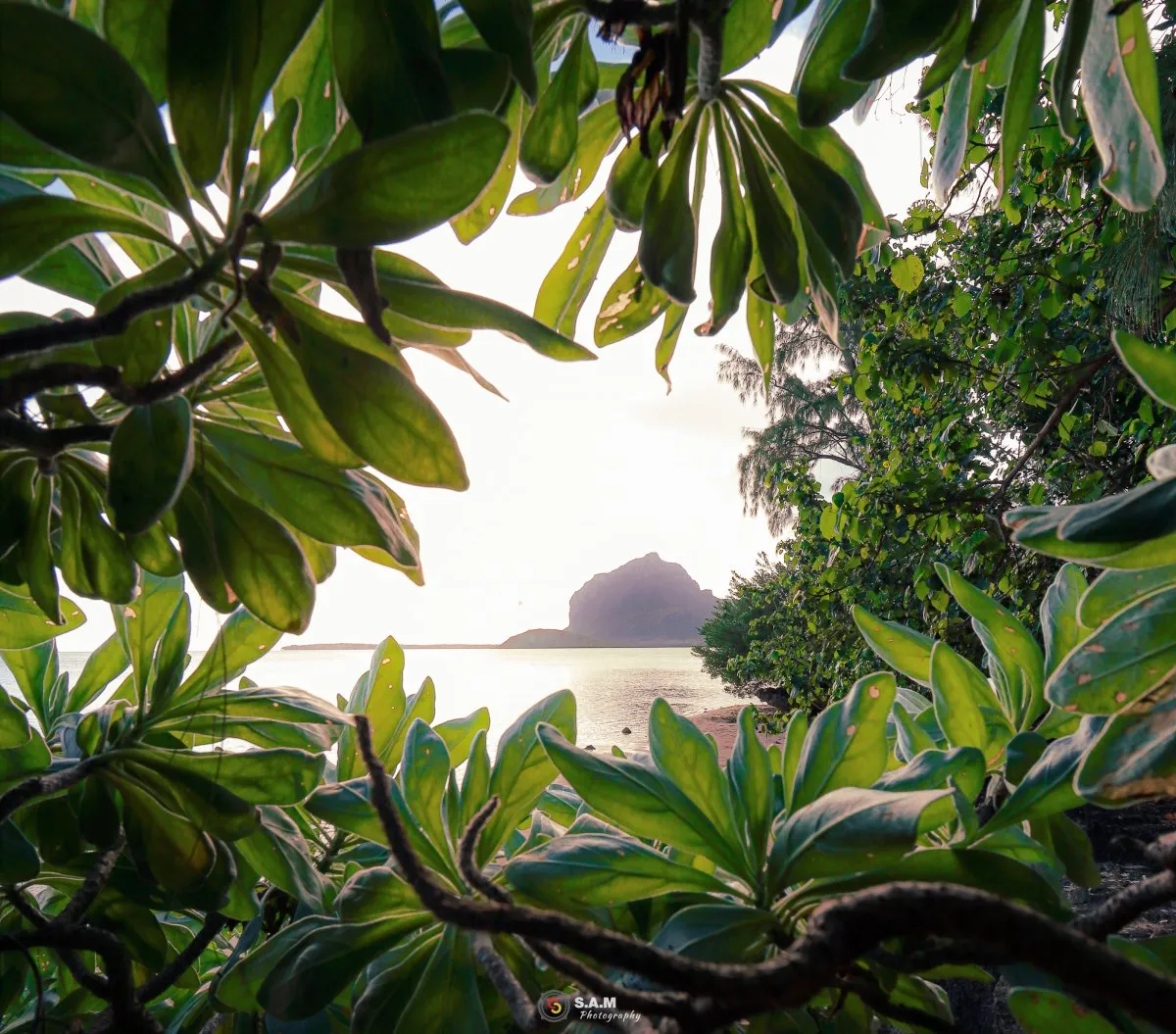 Le Morne Brabant Mountain in Mauritius framed by large green leaves on the beach