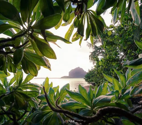 Le Morne Brabant Mountain framed by large leaves
