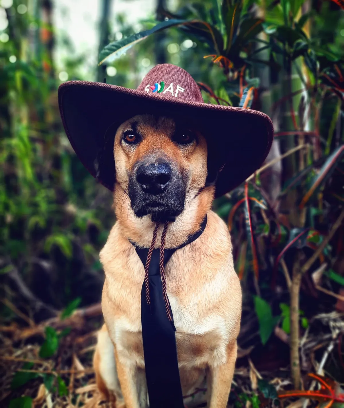 Brown dog wearing a hat and tie posing in Mauritius