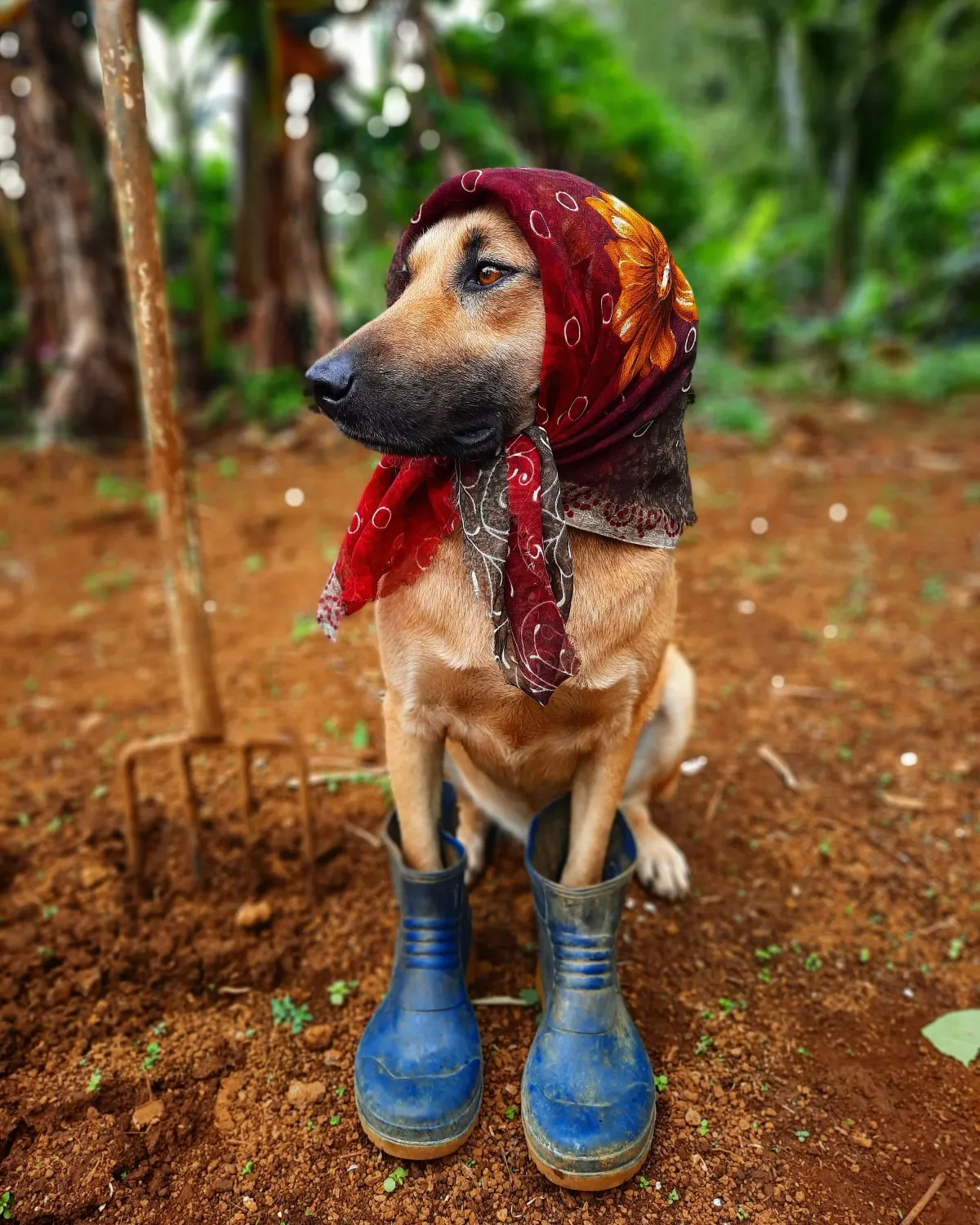 Dog dressed in laborer's outfit in a field, supporting farmers in Mauritius