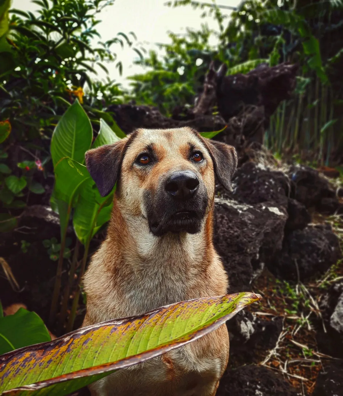 Dog posing near a mini rock cliff surrounded by nature in Mauritius