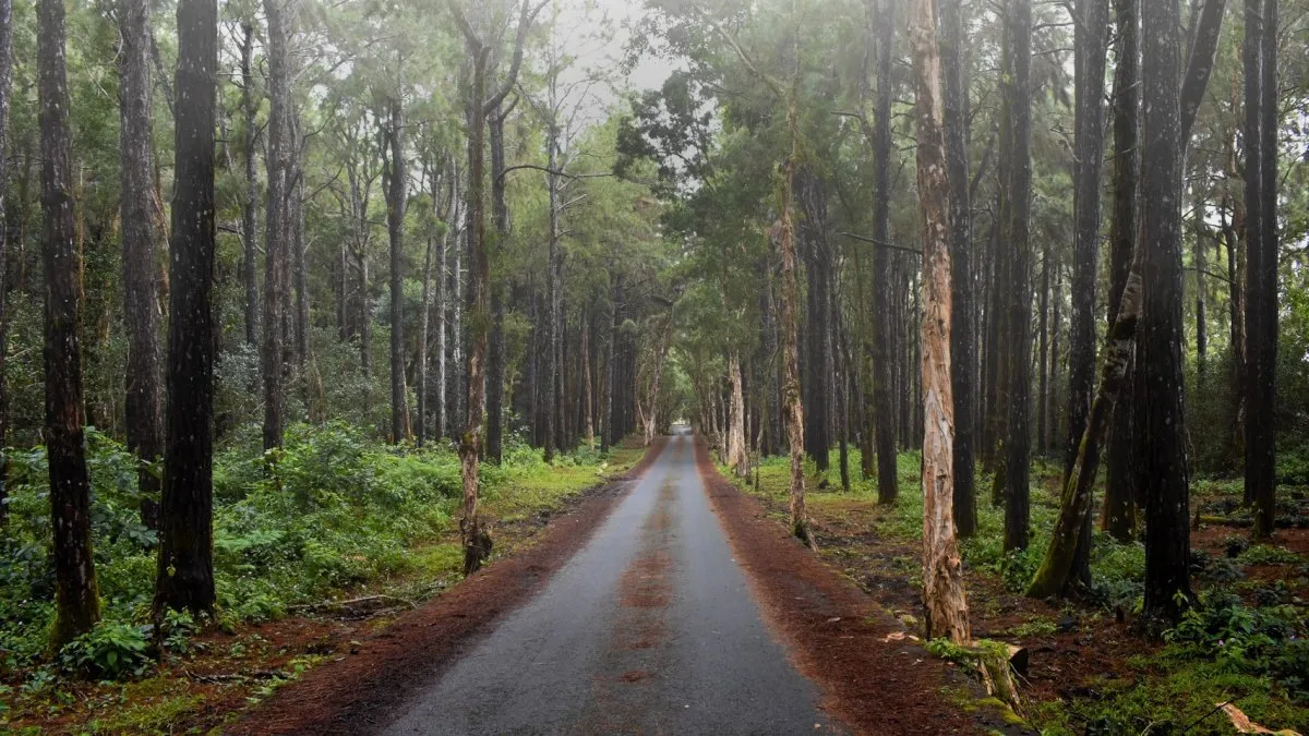 A forest road in Mauritius leading to Alexandra Falls on a gloomy day surrounded by trees