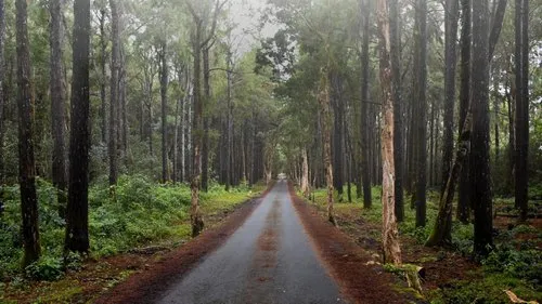 Forest Road to Alexandra fall