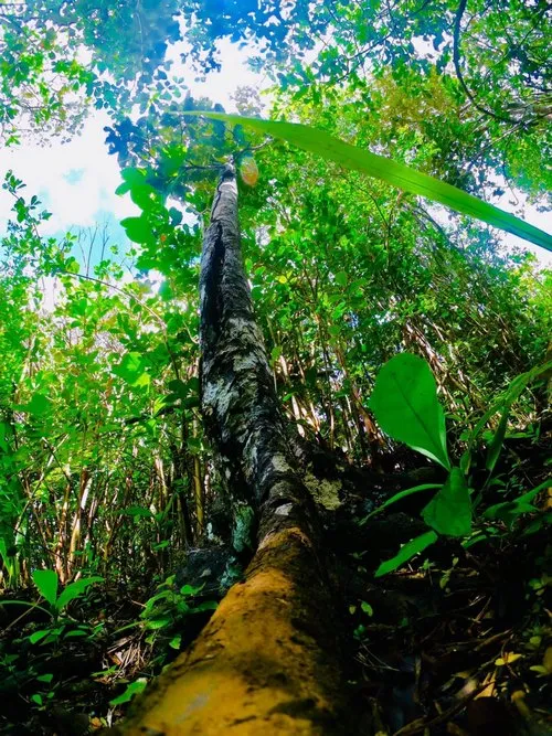Piton de la petite Rivière Noire